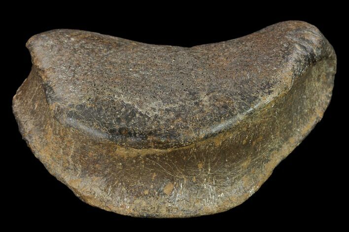 Large, Hadrosaur Phalange - Alberta (Disposition #-) #134459